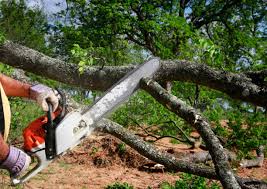 Best Tree and Shrub Care  in Hoisington, KS