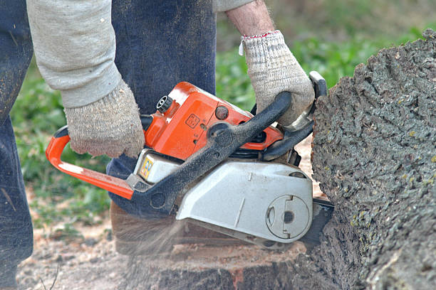 Best Seasonal Cleanup (Spring/Fall)  in Hoisington, KS